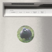 Posing duif magneet (Insitu (Vaatwasser))