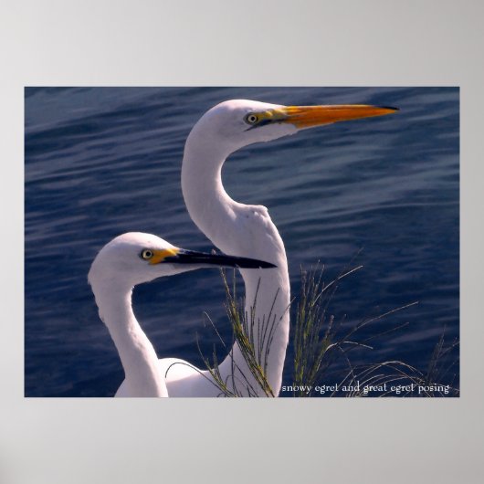 Posing Egrets Poster (Voorkant)