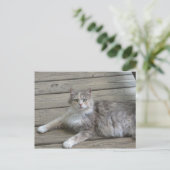 Posing Grey Cat Briefkaart (Staand voorkant)