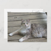 Posing Grey Cat Briefkaart (Voorkant / Achterkant)