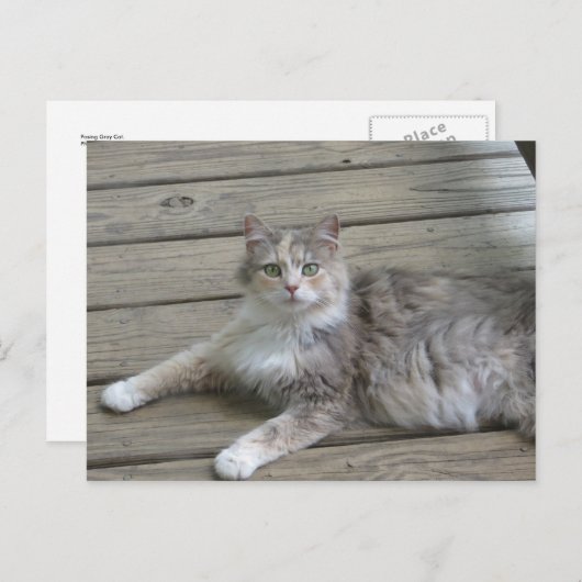 Posing Grey Cat Briefkaart (Voorkant / Achterkant)