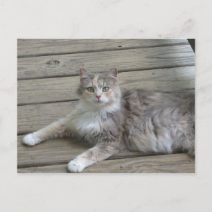 Posing Grey Cat Briefkaart