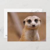 Posing Meerkat Briefkaart (Voorkant / Achterkant)