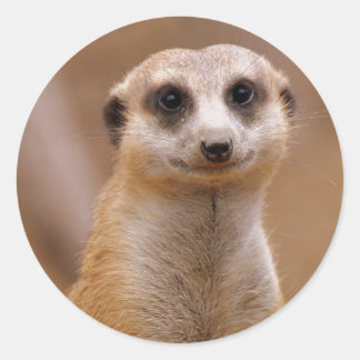 Posing Meerkat Ronde Sticker