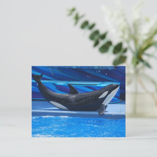 Posing Orca Briefkaart (Staand voorkant)