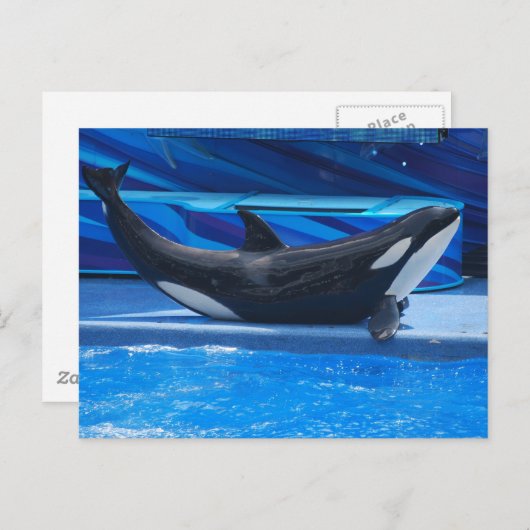 Posing Orca Briefkaart (Voorkant / Achterkant)