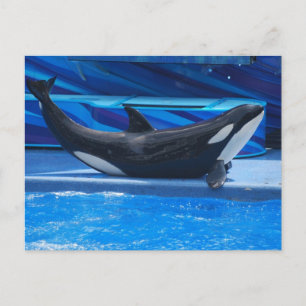 Posing Orca Briefkaart