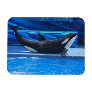 Posing Orca Flexible Magnet Magneet