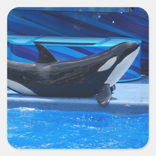 Posing Orka Stickers (Voorkant)