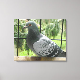 Posing Pigeon Canvas Afdruk