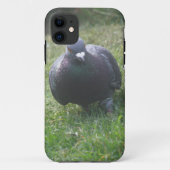 Posing Pigeon iPhone 5 Coque (Dos)