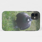 Posing Pigeon iPhone 5 Coque (Dos (Horizontal))