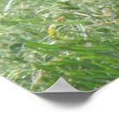 Posing Pigeon Print (Hoek)