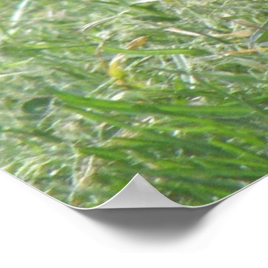 Posing Pigeon Print (Hoek)