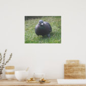 Posing Pigeon Print (Keuken)
