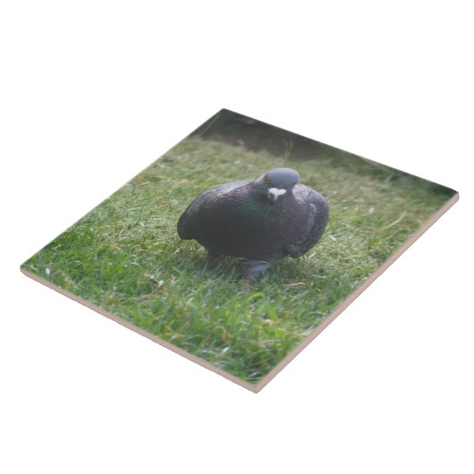 Posing Pigeon Tile Tegeltje (Zijkant)