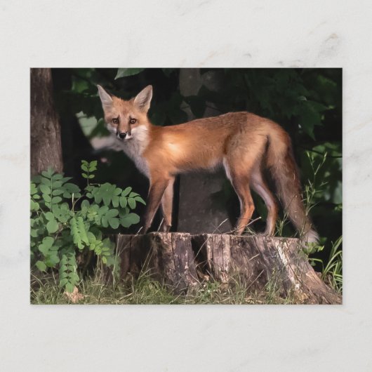 Posing Red Fox Briefkaart (Voorkant)