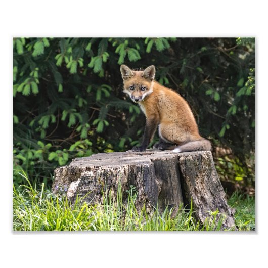 Posing Red Fox Kit Fotoprint Foto Afdruk (Voorkant)