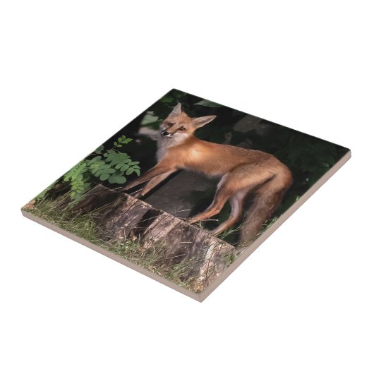 Posing Red Fox Tegeltje (Zijkant)