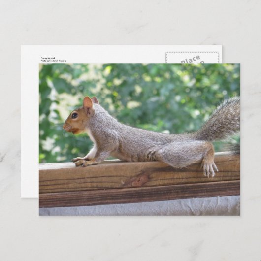 Posing Squirrel Briefkaart (Voorkant / Achterkant)