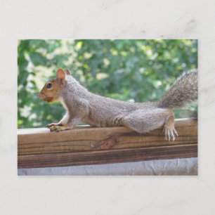 Posing Squirrel Briefkaart
