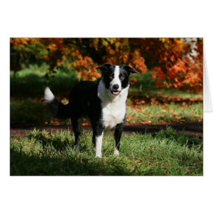 Position d'automne de border collie