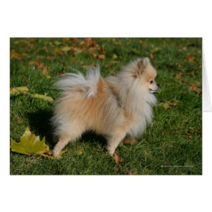 Position de Pomeranian