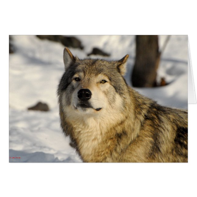 Position fière (Devant horizontal)