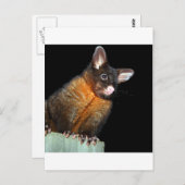 Possum at night briefkaart (Voorkant / Achterkant)