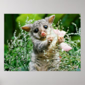 Possum bébé attrapé Picking Flowers Poster (Devant)