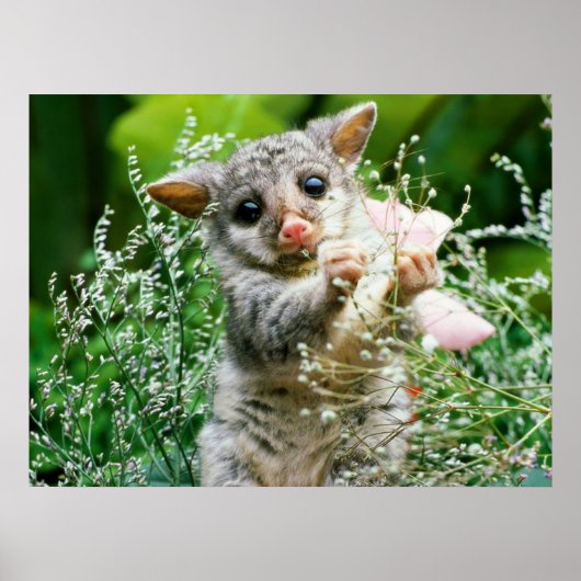Possum bébé attrapé Picking Flowers Poster (Devant)