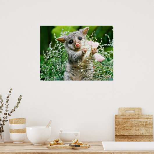 Possum bébé attrapé Picking Flowers Poster (Cuisine)