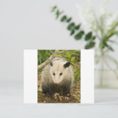 Possum is  - Opossum Didelphimorphia Briefkaart (Staand voorkant)