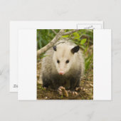 Possum is  - Opossum Didelphimorphia Briefkaart (Voorkant / Achterkant)