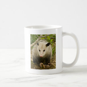 Possum is  - Opossum Didelphimorphia Koffiemok