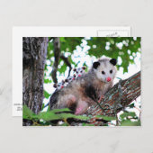 Possum, mama en baby's briefkaart (Voorkant / Achterkant)
