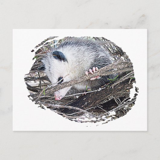 Possum Opossum Briefkaart (Voorkant)