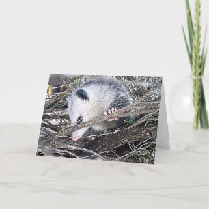 Possum Opossum Kaart