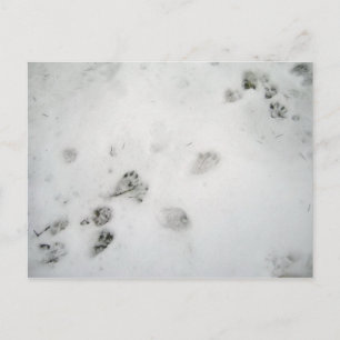 Possum Prints Briefkaart