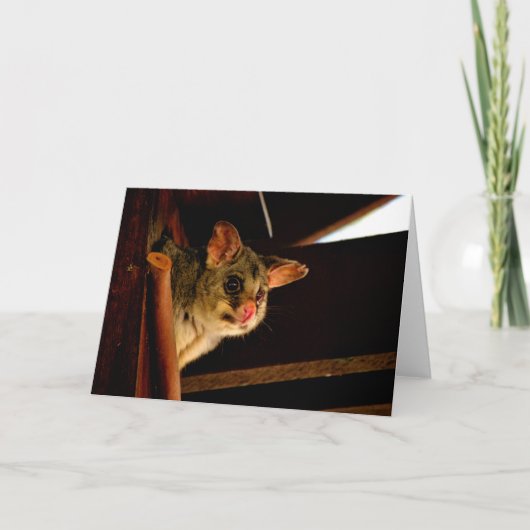 Possum ring staart possum blanco kaart notecard (Voorkant)