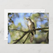 Post Card of Texas State Bird: Mockingbird Briefkaart (Voorkant / Achterkant)