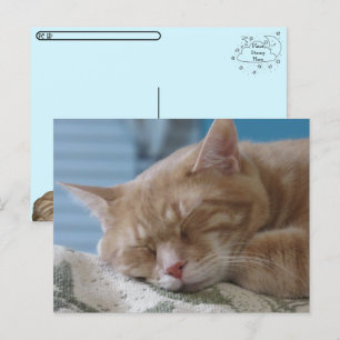 Post-croisement - Sleepy Kitty Taz - Carte postale
