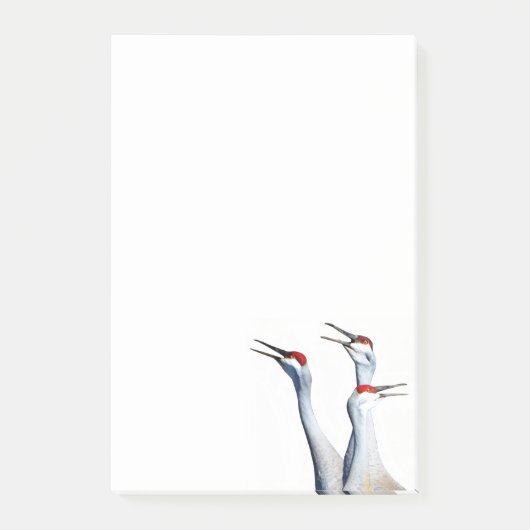 Post-it® 3 Sandhill Cranes Photo 4x6 Notes (Devant)