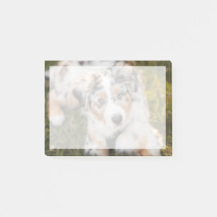 Post-it® Animaux de bébés cutest   Australian Shepherd Pupp