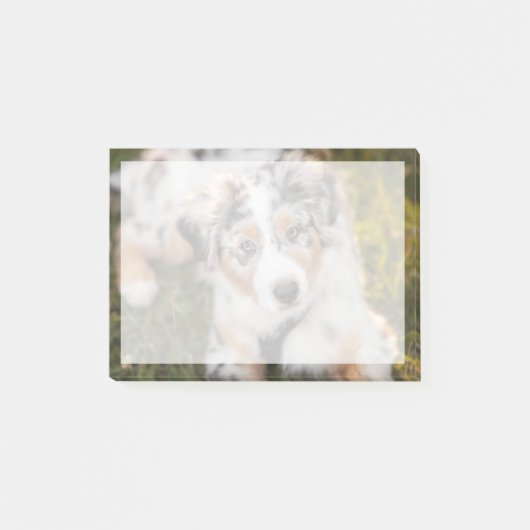 Post-it® Animaux de bébés cutest | Australian Shepherd Pupp (Devant)