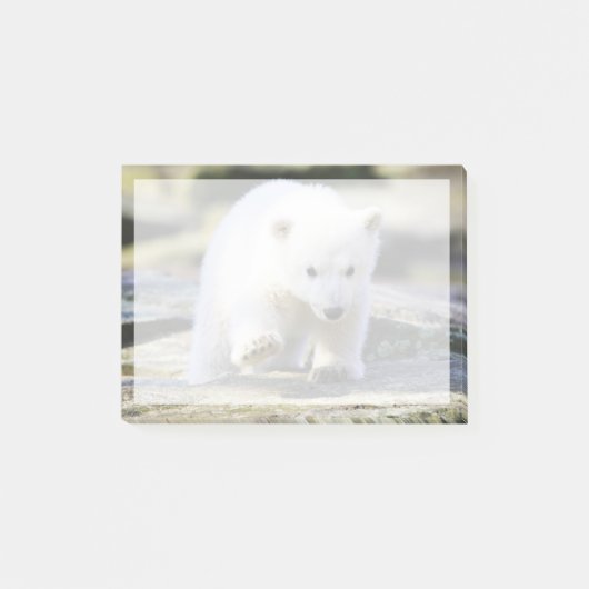 Post-it® Animaux de bébés cutest | Bébé Ours Polaire Cub (Devant)