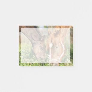 Post-it® Animaux de bébés cutest   Colt à cheval