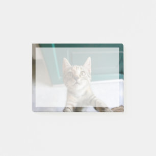 Post-it® Animaux de bébés cutest Cute Tabby Kitten