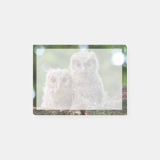 Post-it® Animaux de bébés cutest | Deux jeunes hiboux (Devant)