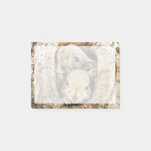Post-it® Animaux de bébés cutest   Écureuils curieux
